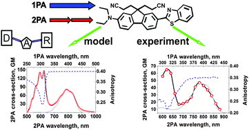 Graphical abstract: Ultrafast spectroscopy, superluminescence and theoretical modeling of a two-photon absorbing fluorene derivative