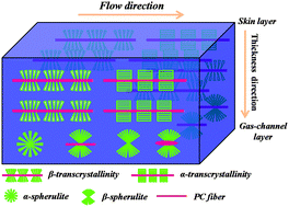Graphical abstract: Formation of various crystalline structures in a polypropylene/polycarbonate in situ microfibrillar blend during the melt second flow