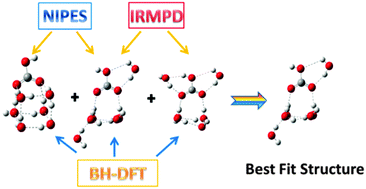 Graphical abstract: Examining the structural evolution of bicarbonate–water clusters: insights from photoelectron spectroscopy, basin-hopping structural search, and comparison with available IR spectral studies