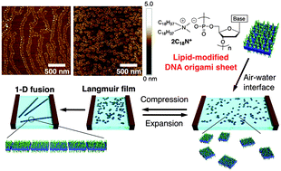 Graphical abstract: Supramolecular 1-D polymerization of DNA origami through a dynamic process at the 2-dimensionally confined air–water interface