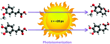 Graphical abstract: Photodynamics of potent antioxidants: ferulic and caffeic acids