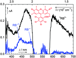 Graphical abstract: Photochemistry of rose bengal in water and acetonitrile: a comprehensive kinetic analysis