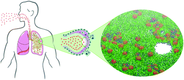 Graphical abstract: Lipid extraction mediates aggregation of carbon nanospheres in pulmonary surfactant monolayers