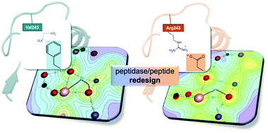 Graphical abstract: Predictive methods for computational metalloenzyme redesign – a test case with carboxypeptidase A