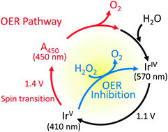 Graphical abstract: Legitimate intermediates of oxygen evolution on iridium oxide revealed by in situ electrochemical evanescent wave spectroscopy