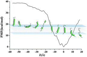 Graphical abstract: C-terminal tail insertion of Bcl-xL in membrane occurs via partial unfolding and refolding cycle associating microsolvation