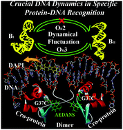 Graphical abstract: Ultrafast differential flexibility of Cro-protein binding domains of two operator DNAs with different sequences