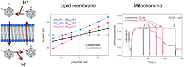 Graphical abstract: Weak C–H acids as protonophores can carry hydrogen ions through lipid membranes and mitochondria: a case of o-carborane