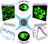 Graphical abstract: Spectral mapping of 3D multi-cellular tumor spheroids: time-resolved confocal microscopy