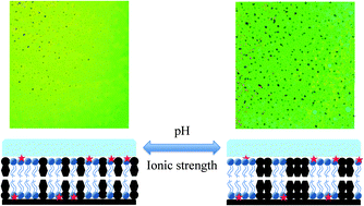 Graphical abstract: Interface-mediation of lipid bilayer organization and dynamics
