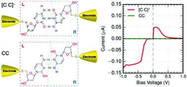 Graphical abstract: Strong Fermi level pinning induces a high rectification ratio and negative differential resistance in hydrogen bonding bridged single cytidine pair junctions