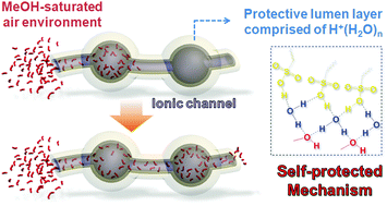 Graphical abstract: A self-protection phenomenon in the Nafion membrane when it breathes in methanol-saturated air