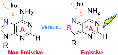 Graphical abstract: Structural and energetic characterization of the emissive RNA alphabet based on the isothiazolo[4,3-d]pyrimidine heterocycle core