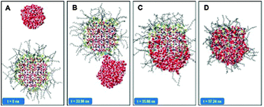 Graphical abstract: Molecular mechanisms responsible for hydrate anti-agglomerant performance