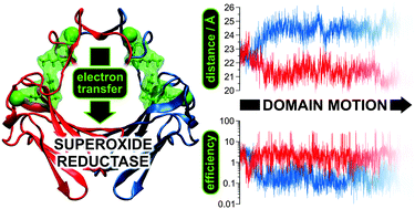 Graphical abstract: Domain motions and electron transfer dynamics in 2Fe-superoxide reductase