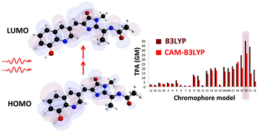 Graphical abstract: Prediction of two-photon absorption enhancement in red fluorescent protein chromophores made from non-canonical amino acids