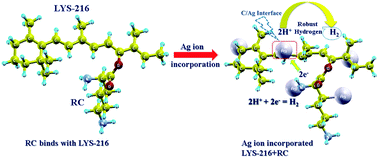 Graphical abstract: Driving electrocatalytic activity by interface electronic structure control in a metalloprotein hybrid catalyst for efficient hydrogen evolution