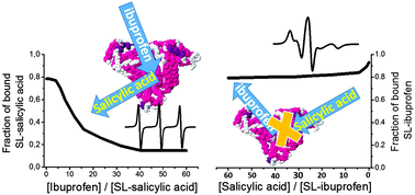 Graphical abstract: EPR studies of intermolecular interactions and competitive binding of drugs in a drug–BSA binding model