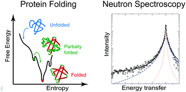 Graphical abstract: Picosecond to nanosecond dynamics provide a source of conformational entropy for protein folding