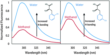 Graphical abstract: Comparison of biological chromophores: photophysical properties of cyanophenylalanine derivatives