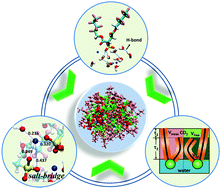 Graphical abstract: Molecular dynamics study of di-CF4 based reverse micelles in supercritical CO2