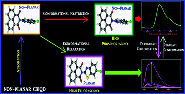 Graphical abstract: Conformation controlled turn on–turn off phosphorescence in a metal-free biluminophore: thriving the paradox that exists for organic compounds