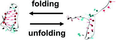 Graphical abstract: Structures of the kinetically trapped i-motif DNA intermediates