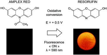 Graphical abstract: Direct oxidative pathway from amplex red to resorufin revealed by in situ confocal imaging