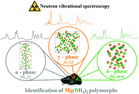 Graphical abstract: Structure-dependent vibrational dynamics of Mg(BH4)2 polymorphs probed with neutron vibrational spectroscopy and first-principles calculations
