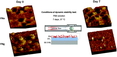 Graphical abstract: A comparison of adsorbed and grafted fibronectin coatings under static and dynamic conditions