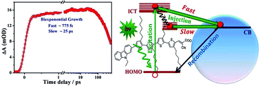 Graphical abstract: Ultrafast multiexponential electron injection dynamics at a dye and ZnO QD interface: a combined spectroscopic and first principles study