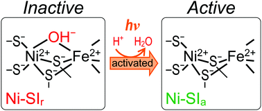 Graphical abstract: Photoactivation of the Ni-SIr state to the Ni-SIa state in [NiFe] hydrogenase: FT-IR study on the light reactivity of the ready Ni-SIr state and as-isolated enzyme revisited