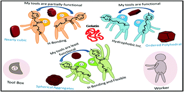 Graphical abstract: Effect of alkyl chain functionalization of ionic liquid surfactants on the complexation and self-assembling behavior of polyampholyte gelatin in aqueous medium