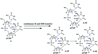 Graphical abstract: A new understanding towards the reactivity of DNA peroxy radicals