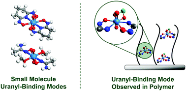 Graphical abstract: A report on emergent uranyl binding phenomena by an amidoxime phosphonic acid co-polymer