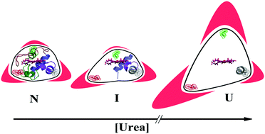 Graphical abstract: Studies of cytochrome c-551 unfolding using fluorescence correlation spectroscopy and other biophysical techniques