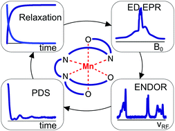 Graphical abstract: EPR characterization of Mn(ii) complexes for distance determination with pulsed dipolar spectroscopy