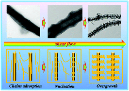 Graphical abstract: Strong shear-driven large scale formation of hybrid shish-kebab in carbon nanofiber reinforced polyethylene composites during the melt second flow