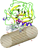 Graphical abstract: Electrostatics-mediated α-chymotrypsin inhibition by functionalized single-walled carbon nanotubes