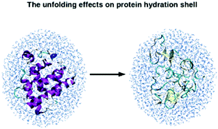 Graphical abstract: The unfolding effects on the protein hydration shell and partial molar volume: a computational study