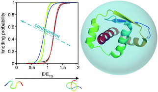 Graphical abstract: Steric confinement and enhanced local flexibility assist knotting in simple models of protein folding