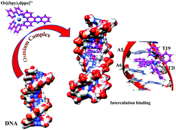 Graphical abstract: Interaction of osmium(ii) redox probes with DNA: insights from theory