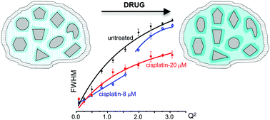 Graphical abstract: Intracellular water – an overlooked drug target? Cisplatin impact in cancer cells probed by neutrons