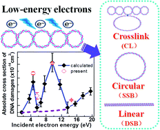 Graphical abstract: Absolute cross-sections for DNA strand breaks and crosslinks induced by low energy electrons