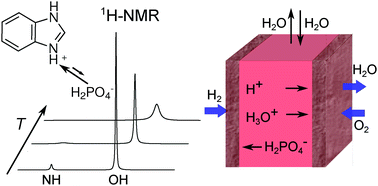 Graphical abstract: Why do proton conducting polybenzimidazole phosphoric acid membranes perform well in high-temperature PEM fuel cells?