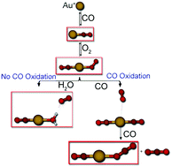Graphical abstract: Water inhibits CO oxidation on gold cations in the gas phase. Structures and binding energies of the sequential addition of CO, H2O, O2, and N2 onto Au+