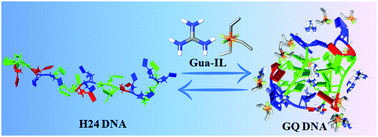 Graphical abstract: Ionic liquid induced G-quadruplex formation and stabilization: spectroscopic and simulation studies