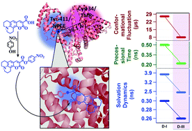 Graphical abstract: Elucidation of the local dynamics of domain-III of human serum albumin over the ps–μs time regime using a new fluorescent label