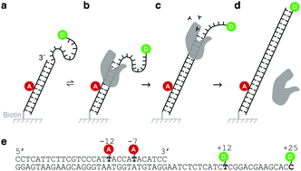 Graphical abstract: A single-molecule FRET sensor for monitoring DNA synthesis in real time