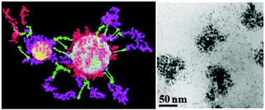 Graphical abstract: Toward a modular multi-material nanoparticle synthesis and assembly strategy via bionanocombinatorics: bifunctional peptides for linking Au and Ag nanomaterials